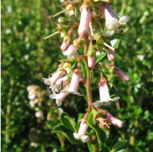 Escallonia White Profusion