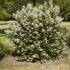 Escallonia White Profusion