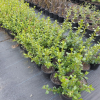 Escallonia Field Scarlet