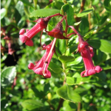 Escallonia Field Scarlet