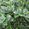 Euonymus fortunei Emerald Gaiety (Fortune's Spindle)