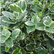 Euonymus fortunei Emerald Gaiety (Fortune)