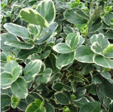 Euonymus fortunei Emerald Gaiety (Fortune's Spindle)