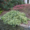 Euonymus fortunei Emerald Gaiety (Fortune's Spindle)