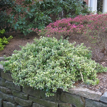 Euonymus fortunei Emerald Gaiety | Christchurch Canterbury