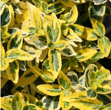 Euonymus fortunei Emerald n Gold (Fortune's Spindle)