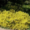 Euonymus fortunei Emerald n Gold (Fortune)