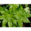 Fatsia Japonica (Japanese Aralia)