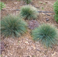 Festuca actae (Banks Peninsula Blue Tussock)