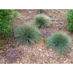 Festuca actae (Blue Tussock)