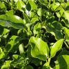 Griselinia Broadway Mint (Broadleaf)