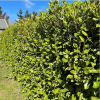 Griselinia Broadway Mint (Broadleaf)