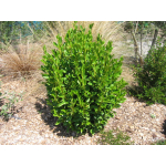 Griselinia broardway mint