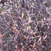 Corokia Bronze King