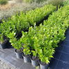 Griselinia littoralis (Kapuka, Broadleaf)