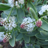 Veronica albicans (Hebe albicans)