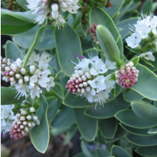 Veronica albicans (Hebe albicans)