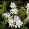 Veronica odora (Hebe odora, Boxwood Hebe)