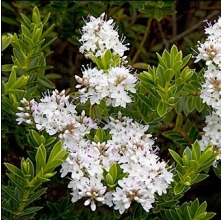 Veronica odora (Hebe odora, Boxwood Hebe)