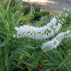 Veronica salicifolia Snowdrift (Hebe salicifolia Snowdrift)