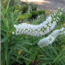 Veronica salicifolia Snowdrift (Hebe salicifolia Snowdrift)
