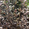 Corokia Frosted Chocolate