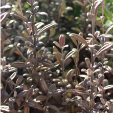 Corokia Frosted Chocolate