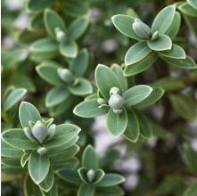 Veronica pinguifolia (Hebe pinguifolia)