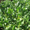 Veronica topiaria (Hebe topiaria)