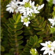 Veronica venustula (Hebe venustula)