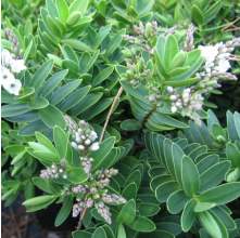 Veronica Wiri Mist (Hebe Wiri Mist)