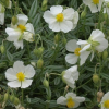 Helianthemum White (White Rock Rose)