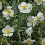 White Rock-Rose (Helianthemum White)