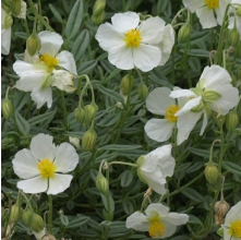 Helianthemum (White Rock-Rose)