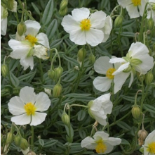 Helianthemum White (White Rock Rose)