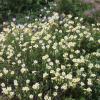 Helianthemum (White Rock-Rose)