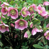 Helleborus orientalis (Winter Rose)