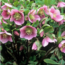 Helleborus orientalis (Winter Rose)