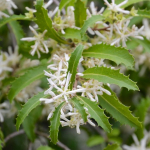 Houhere, Narrow-leaved Lacebark (Hoheria angustifolia)