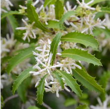 Hoheria angustifolia (Houhere, Narrow-leaved Lacebark)