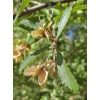 Hoheria angustifolia (Houhere, Narrow-leaved Lacebark)