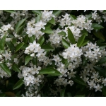 Hoheria sexstylosa (Lace Bark)