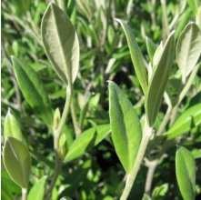 Corokia Geentys Green