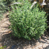 Corokia Geentys Green