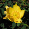 Hypericum Hidcote (St Johns Wort)