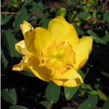 Hypericum Hidcote (St Johns Wort)