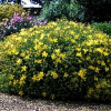 Hypericum Hidcote (St Johns Wort)