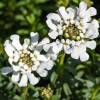 Iberis sempervirens (Candytuft)