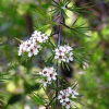 Kunzea ericoides (Kanuka)