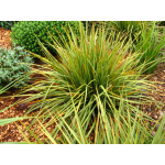 Libertia ixioides (NZ Iris)
